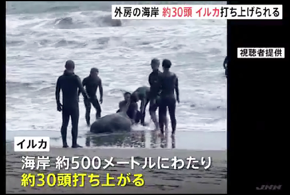 千葉県、釣ヶ崎海岸、大量のイルカ打ち上げのニュース